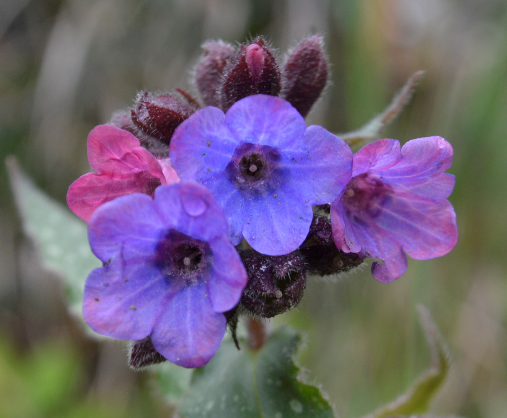 Annexe pulmonaria fleurs.JPG