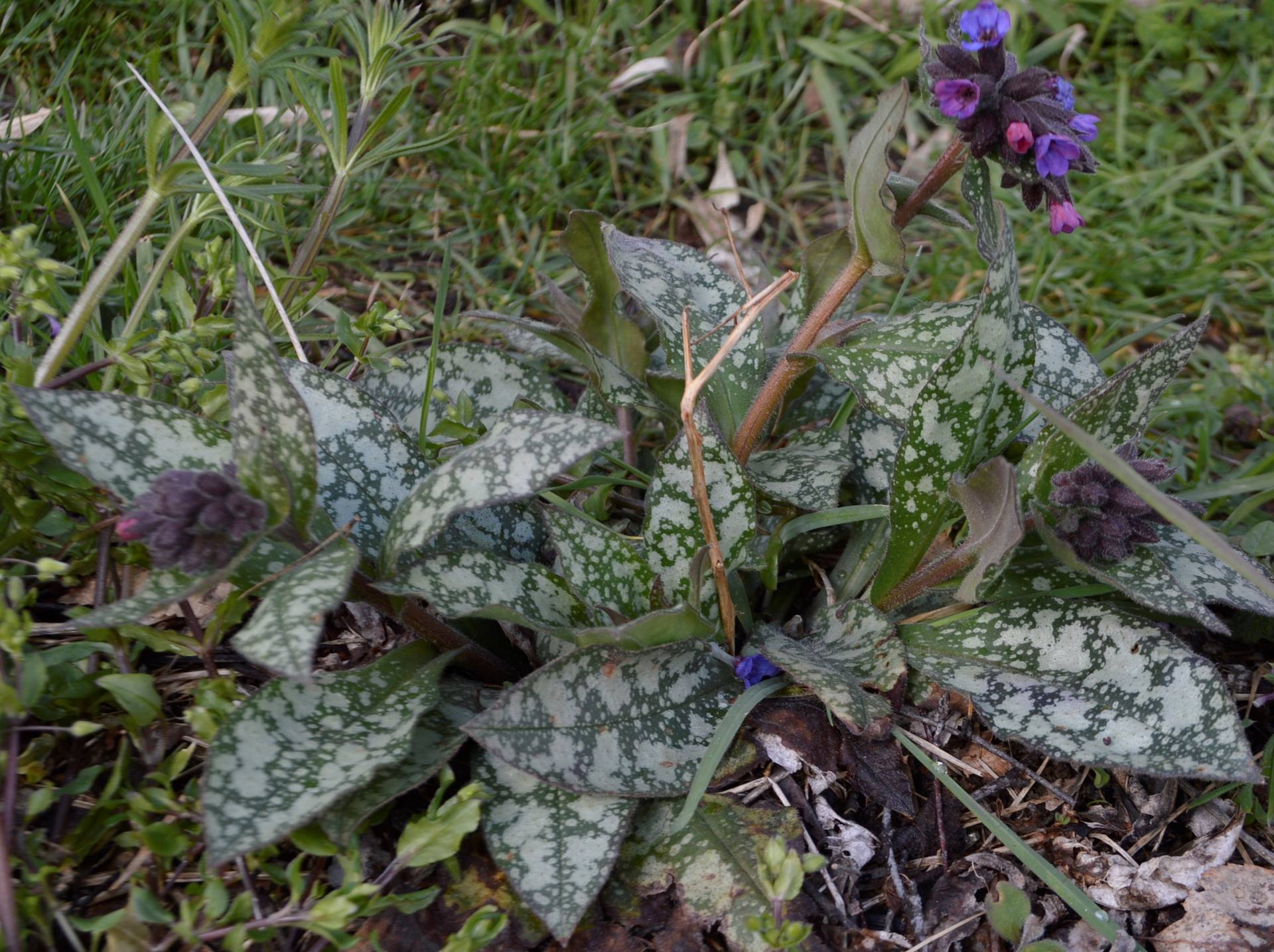 Annexe pulmonaria plante entière.jpg