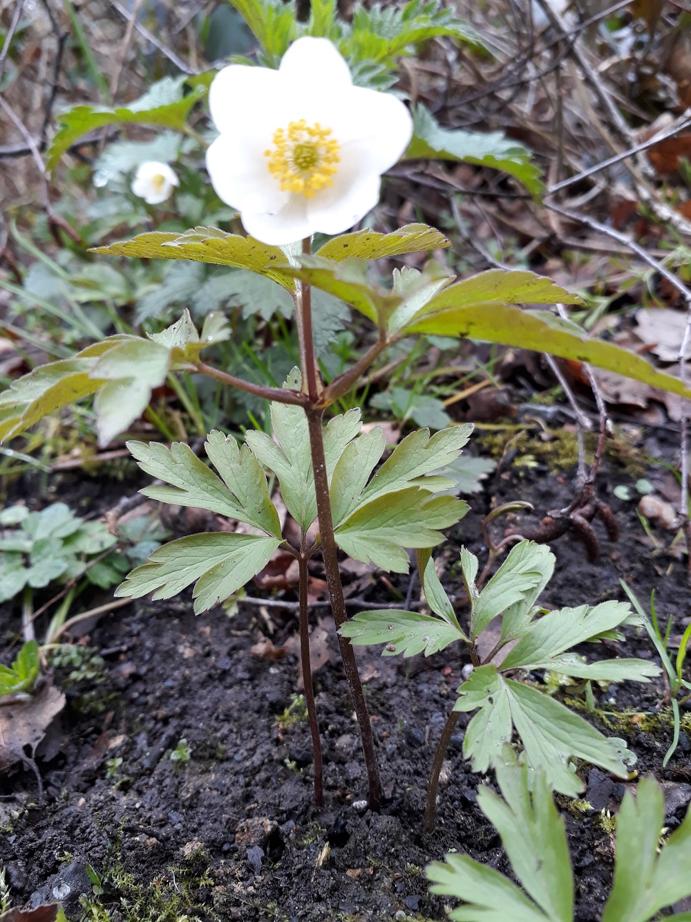 Annexe Anémone de pied en cap.jpg