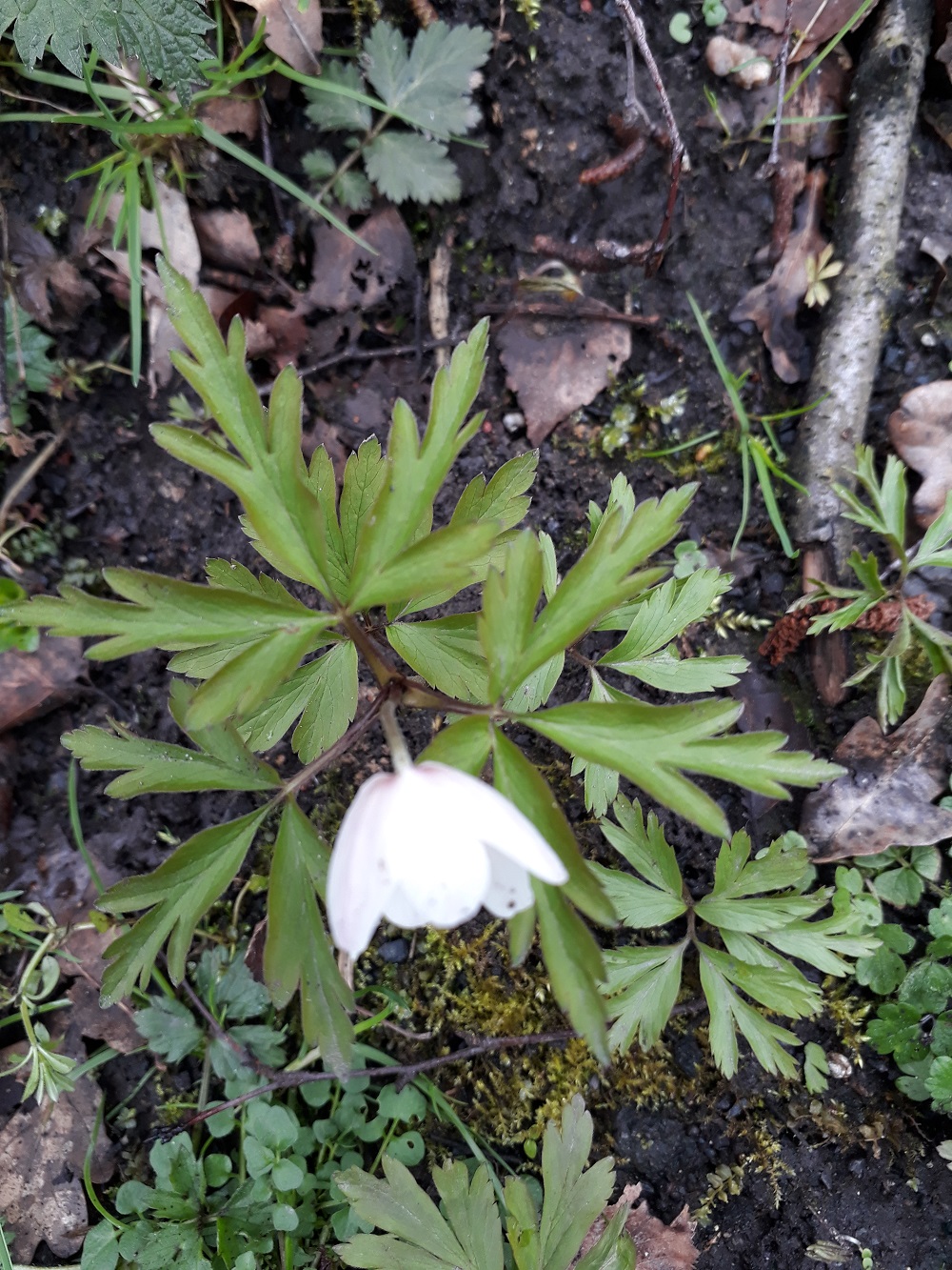 Annexe Anémone feuilles.jpg