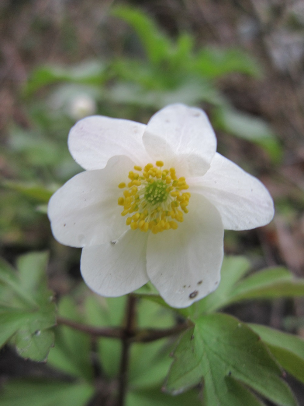 Annexe Anémone fleur.jpg