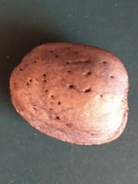 Annexe Almendro Fruto 1_opt.jpg