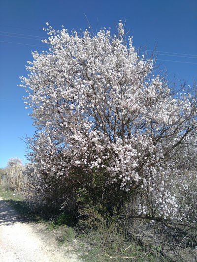 Annexe Almendro General_opt.jpg