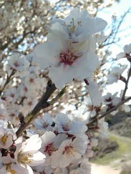 Annexe Almendro Ramas1_opt.jpg