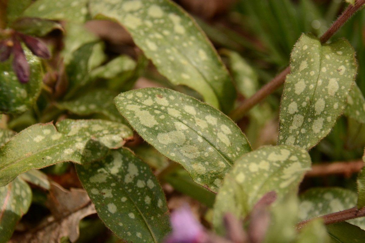 Annexe Feuille de la Pulmonaire