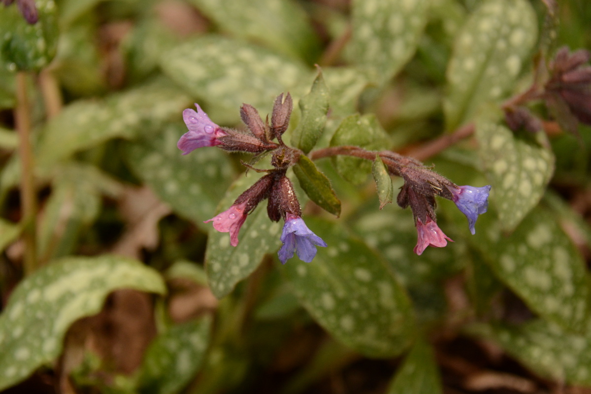 Annexe Fleurs de la Pulmonaire