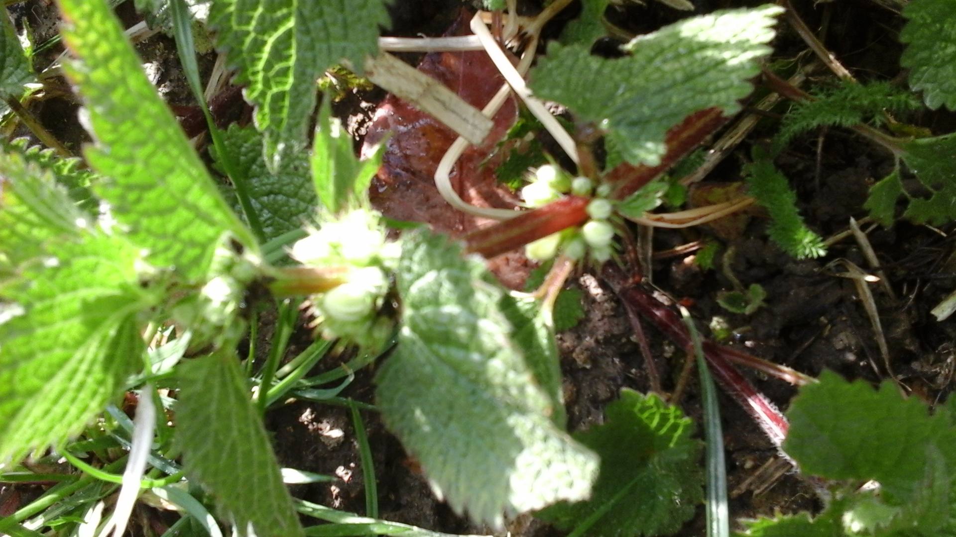 Annexe Lamier blanc 1.jpg