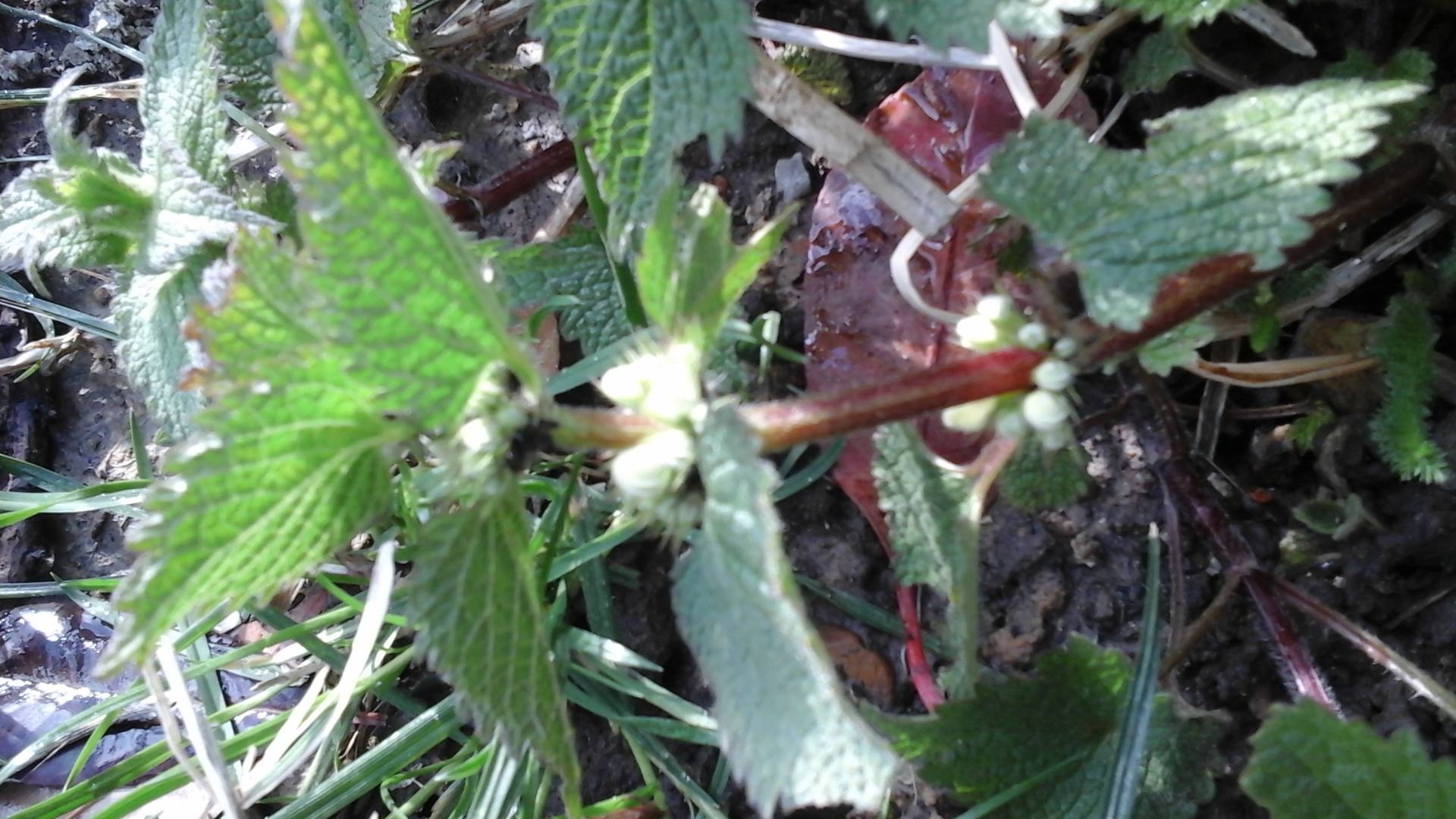 Annexe Lamier blanc 2.jpg