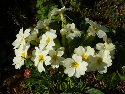 Annexe dessus primevere.jpg