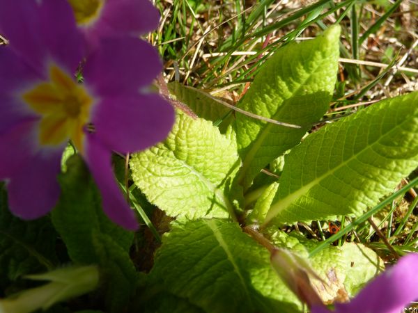 Annexe feuiile primevere.jpg