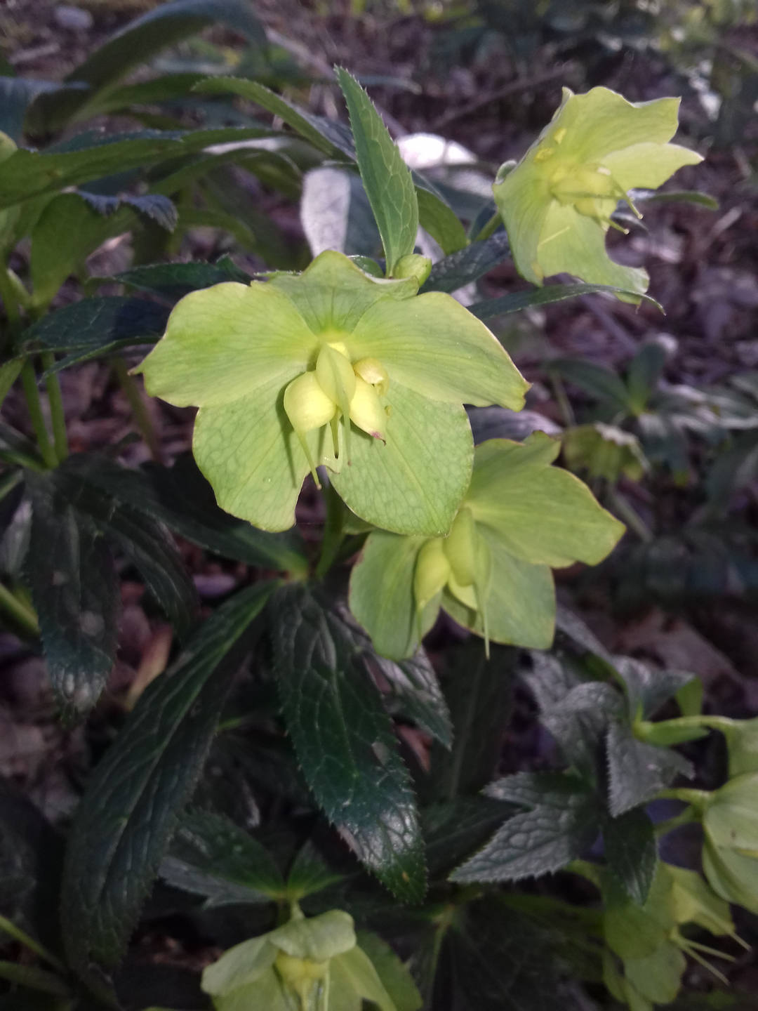 Annexe 1vue de près fleur 1.jpg