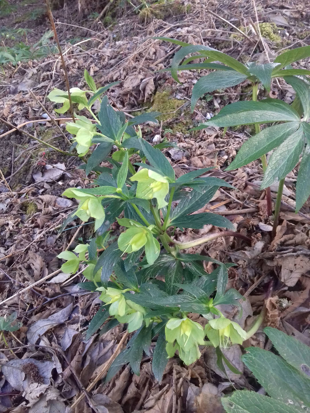 Annexe 1vue densemble fleurs1.jpg