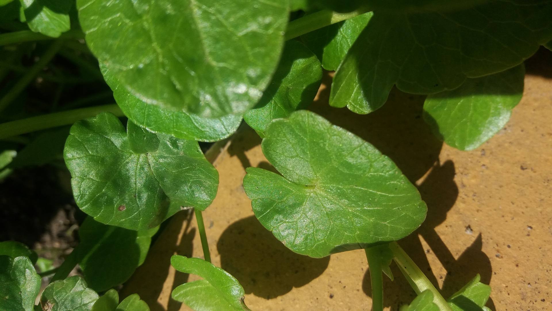 Annexe renoncule feuille.jpg