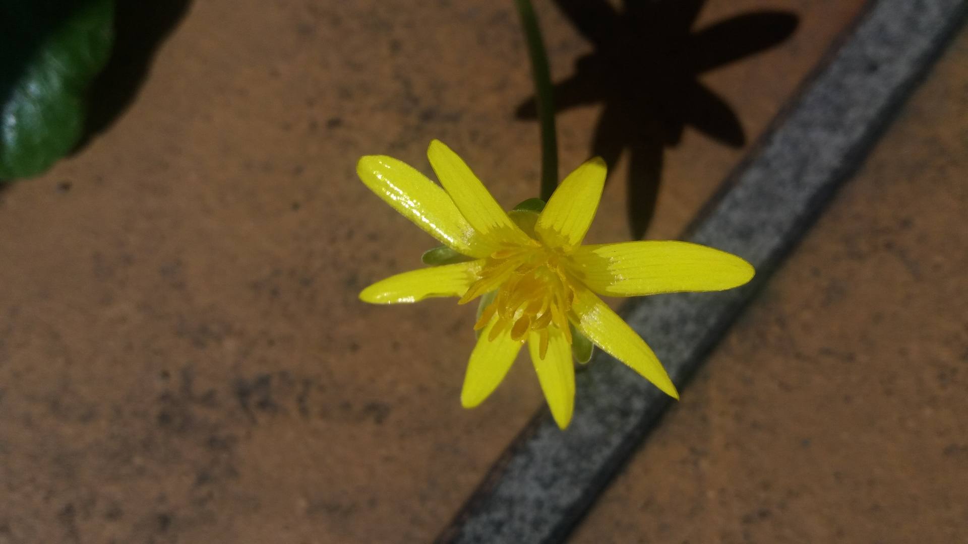 Annexe renoncule fleur2.jpg