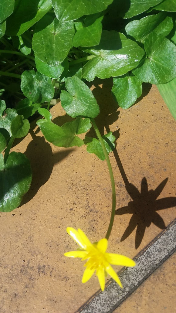 Annexe renoncule.jpg