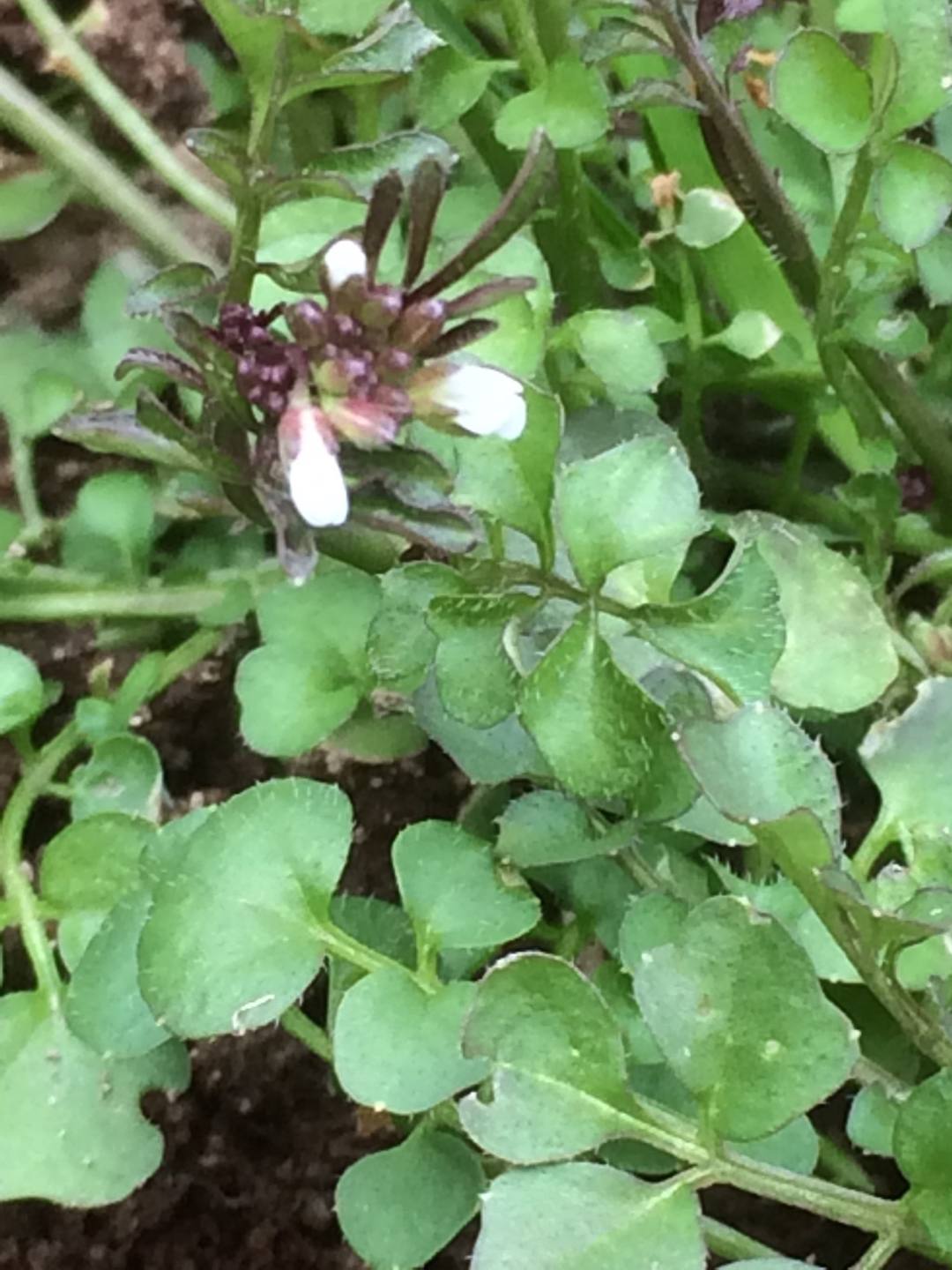 Annexe IMG_1027 - Version 2.jpg