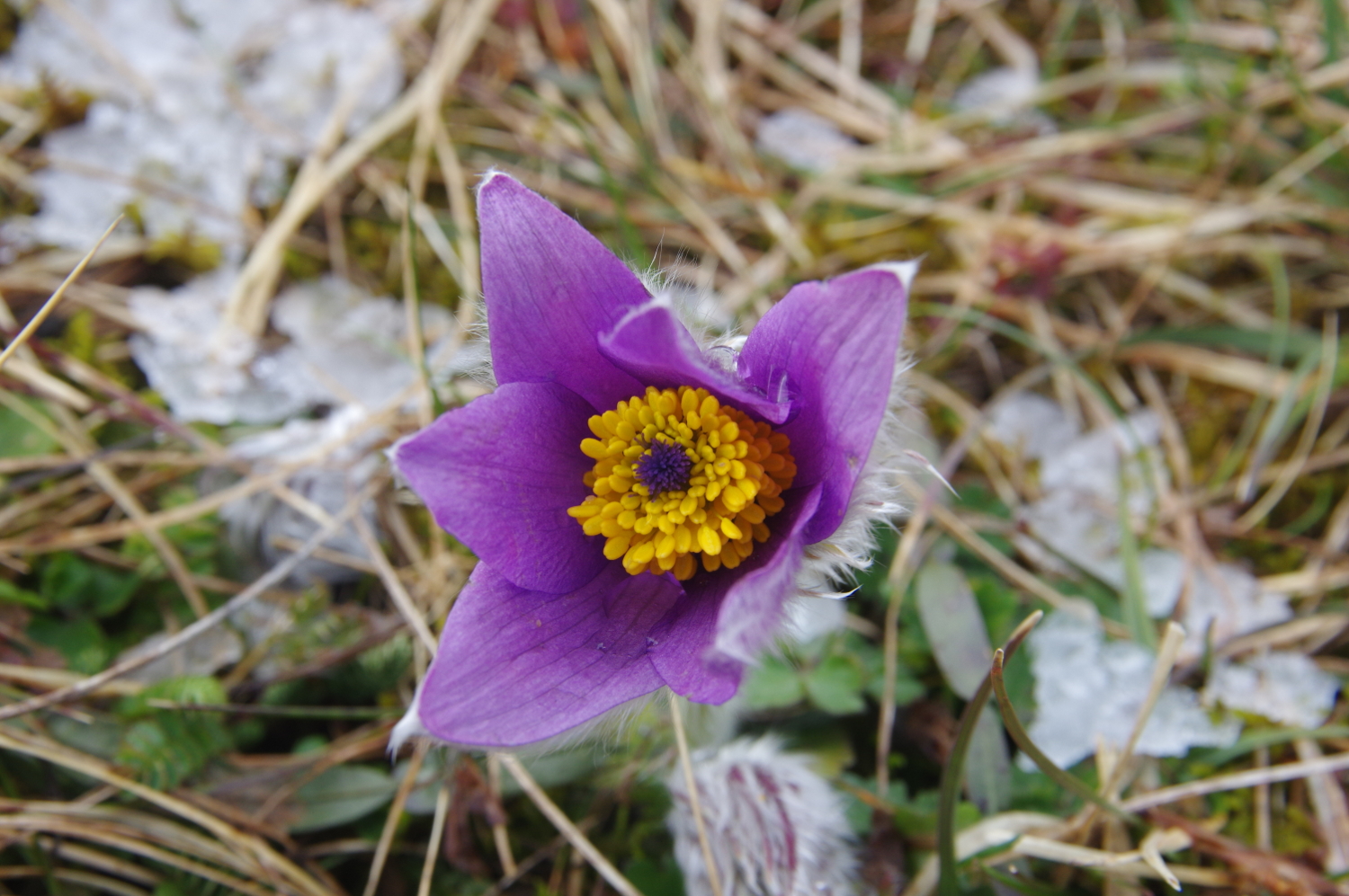 Annexe IMGP55492.JPG