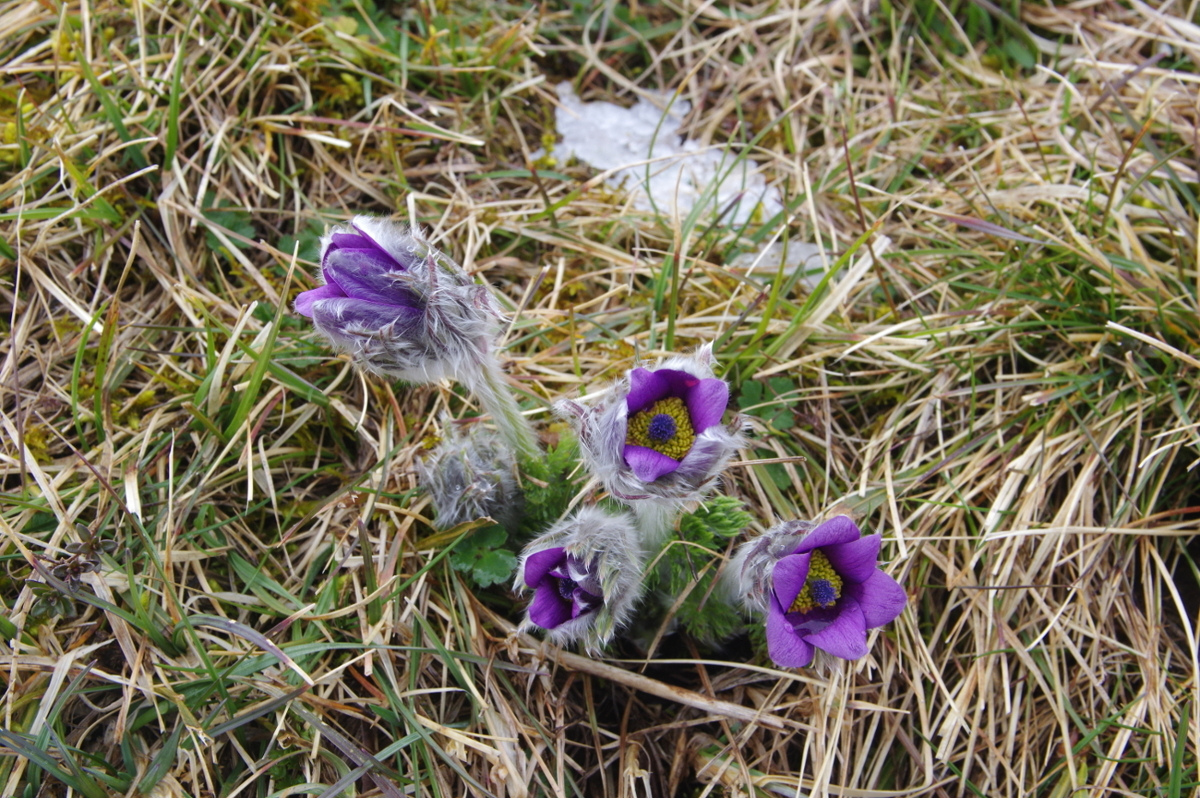 Annexe IMGP55502.JPG