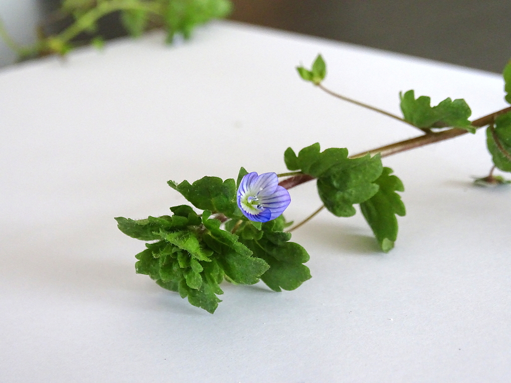 Annexe Véronique de Perse 2.jpg