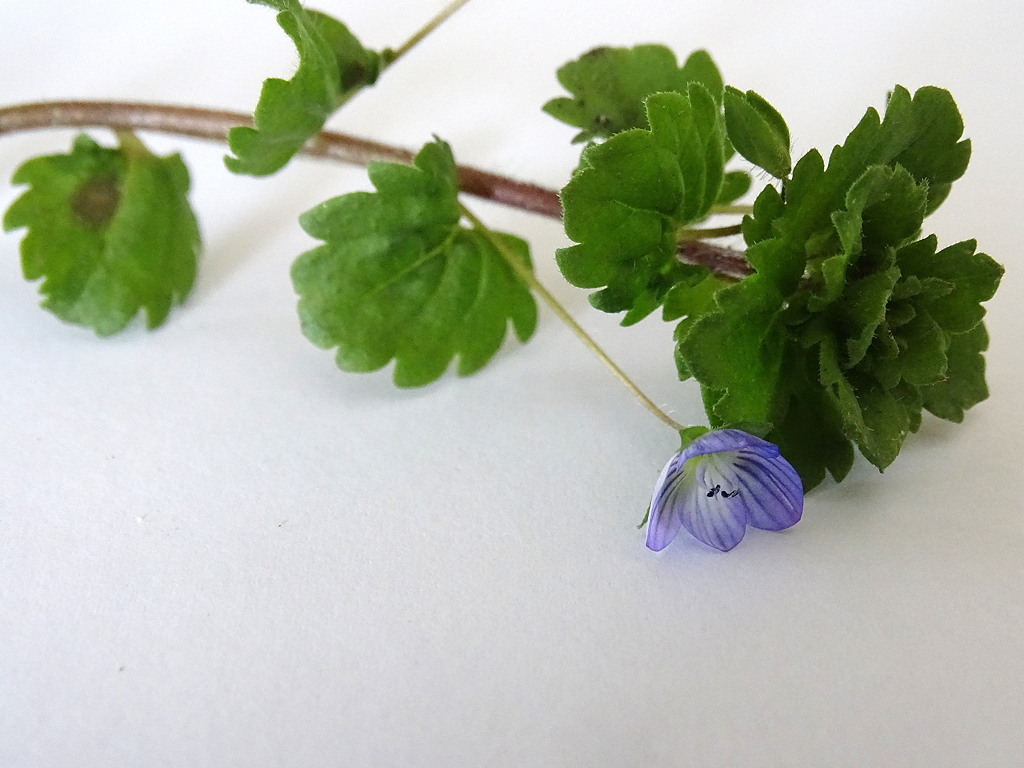 Annexe Véronique de Perse 3.jpg