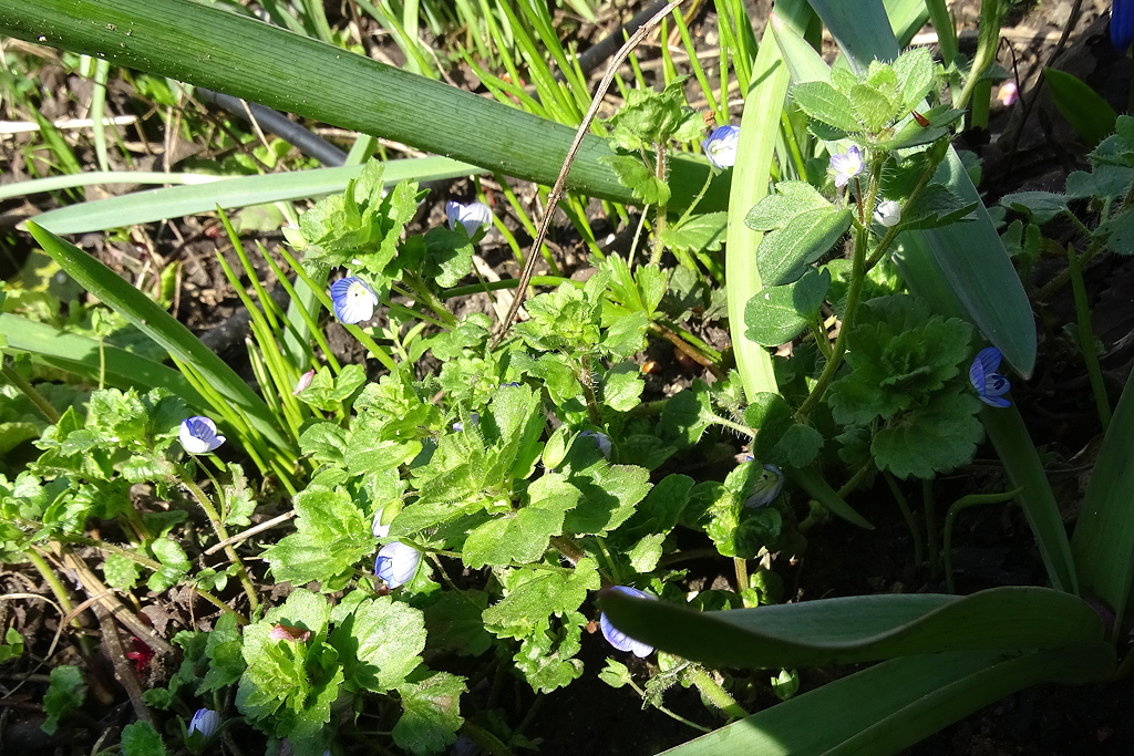 Annexe Véronique de perse 1.jpg