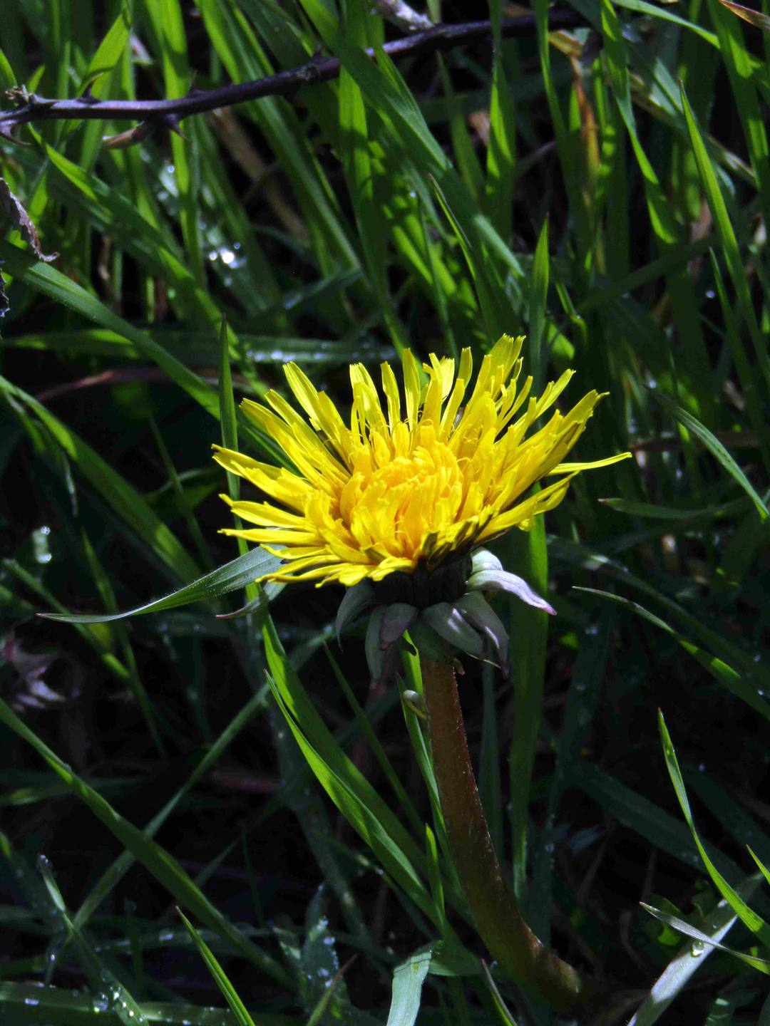 Annexe PISSENLIT.JPG