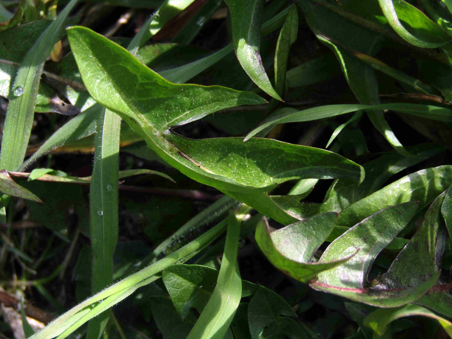 Annexe PISSENLITFEUILLE.JPG