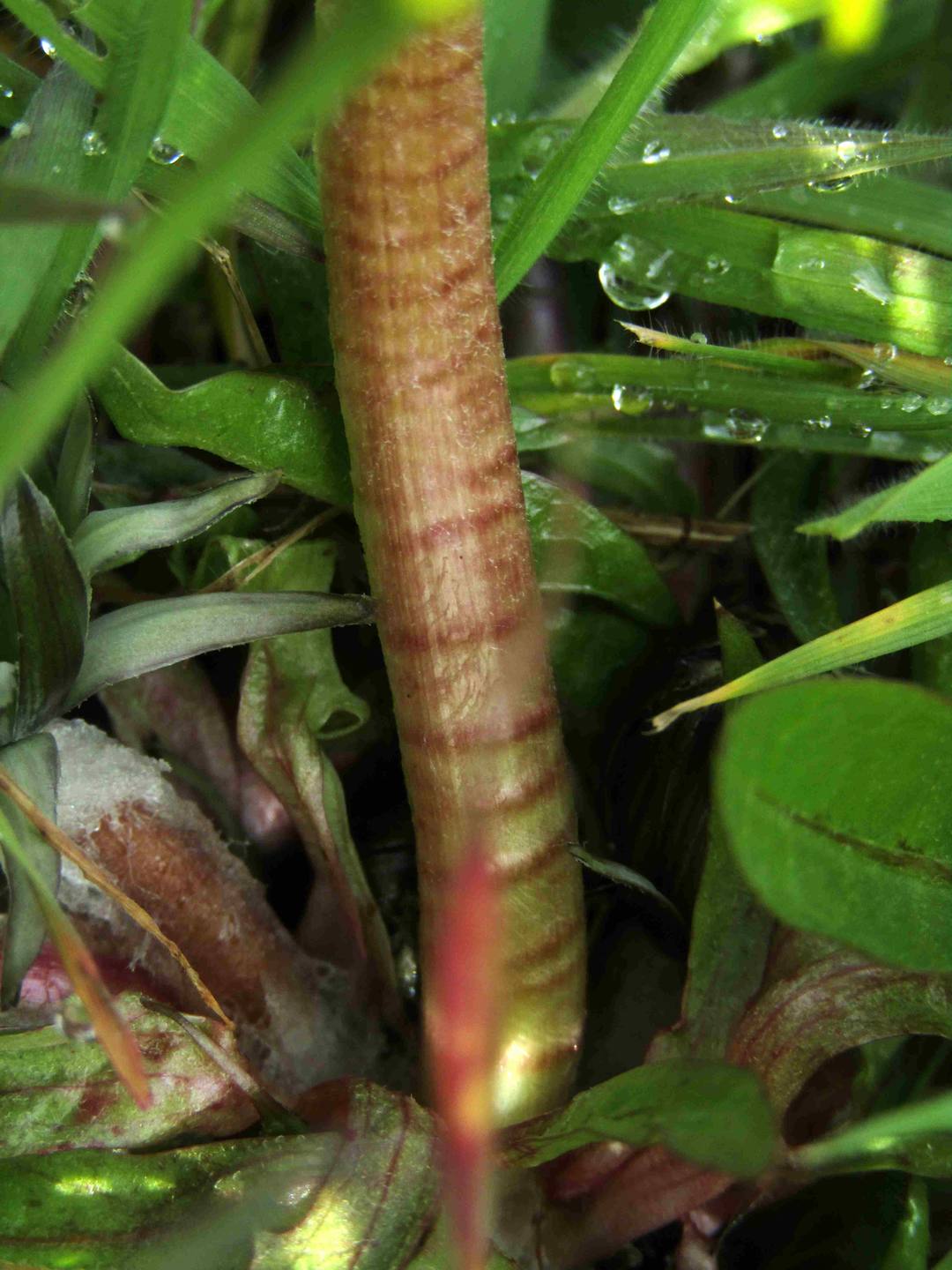 Annexe PISSENLITTIGE.JPG