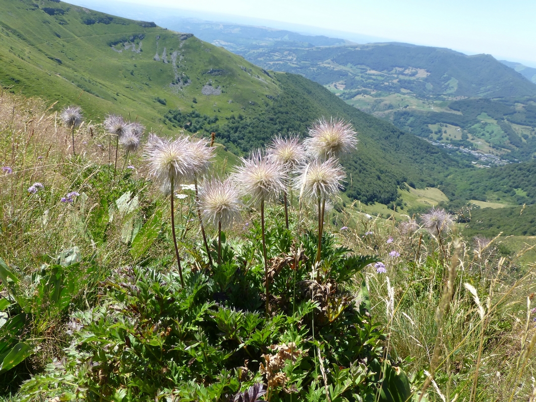 Annexe anemonesouffrée2.JPG