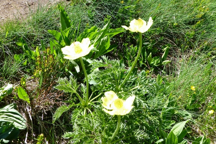 Annexe anemonesouffréefl.JPG