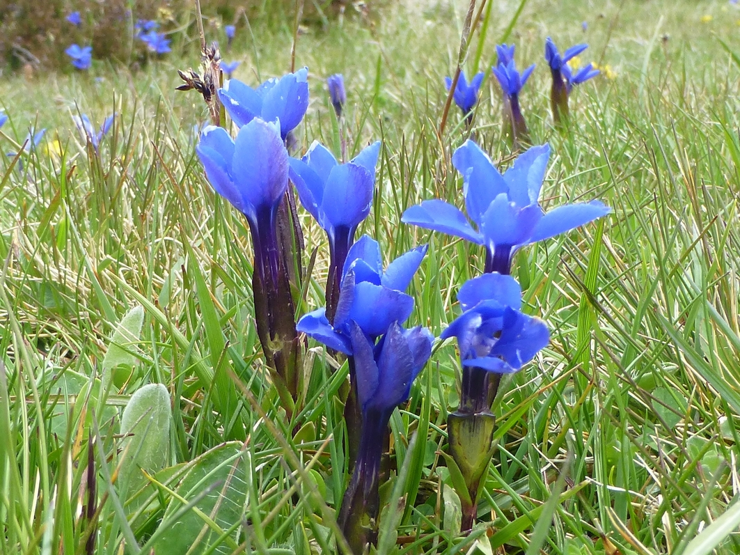 Annexe gentianebleue.JPG