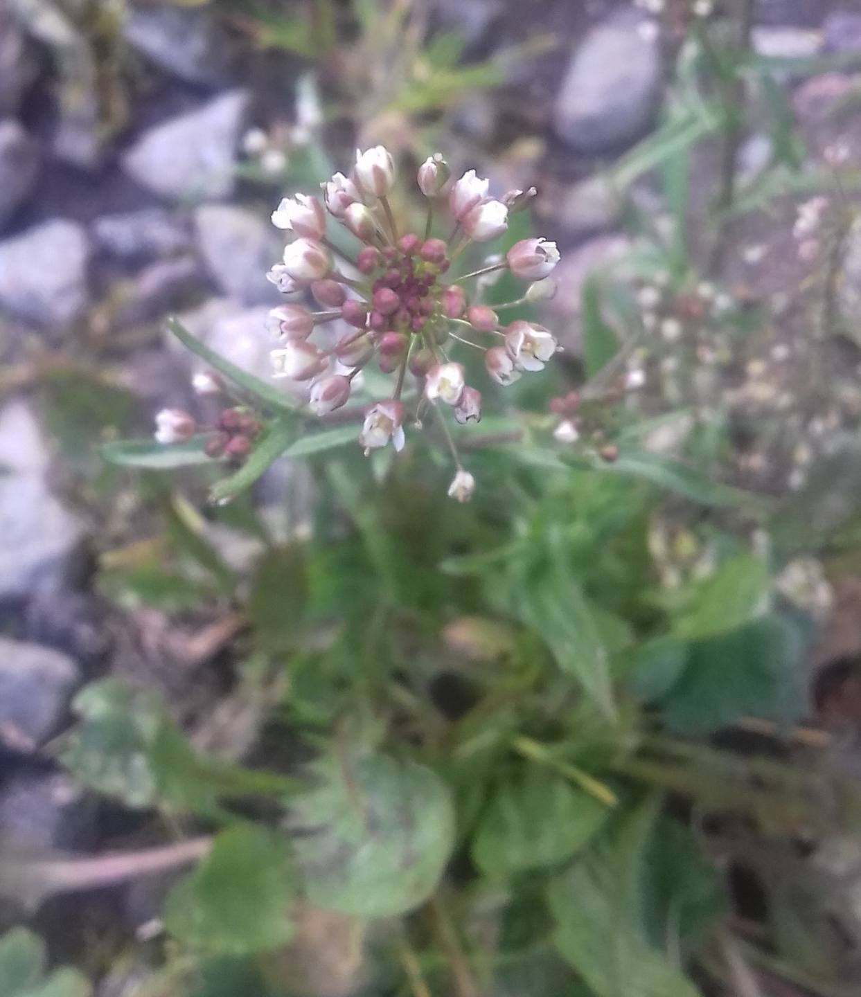 Annexe 20180331_191145 (2).jpg