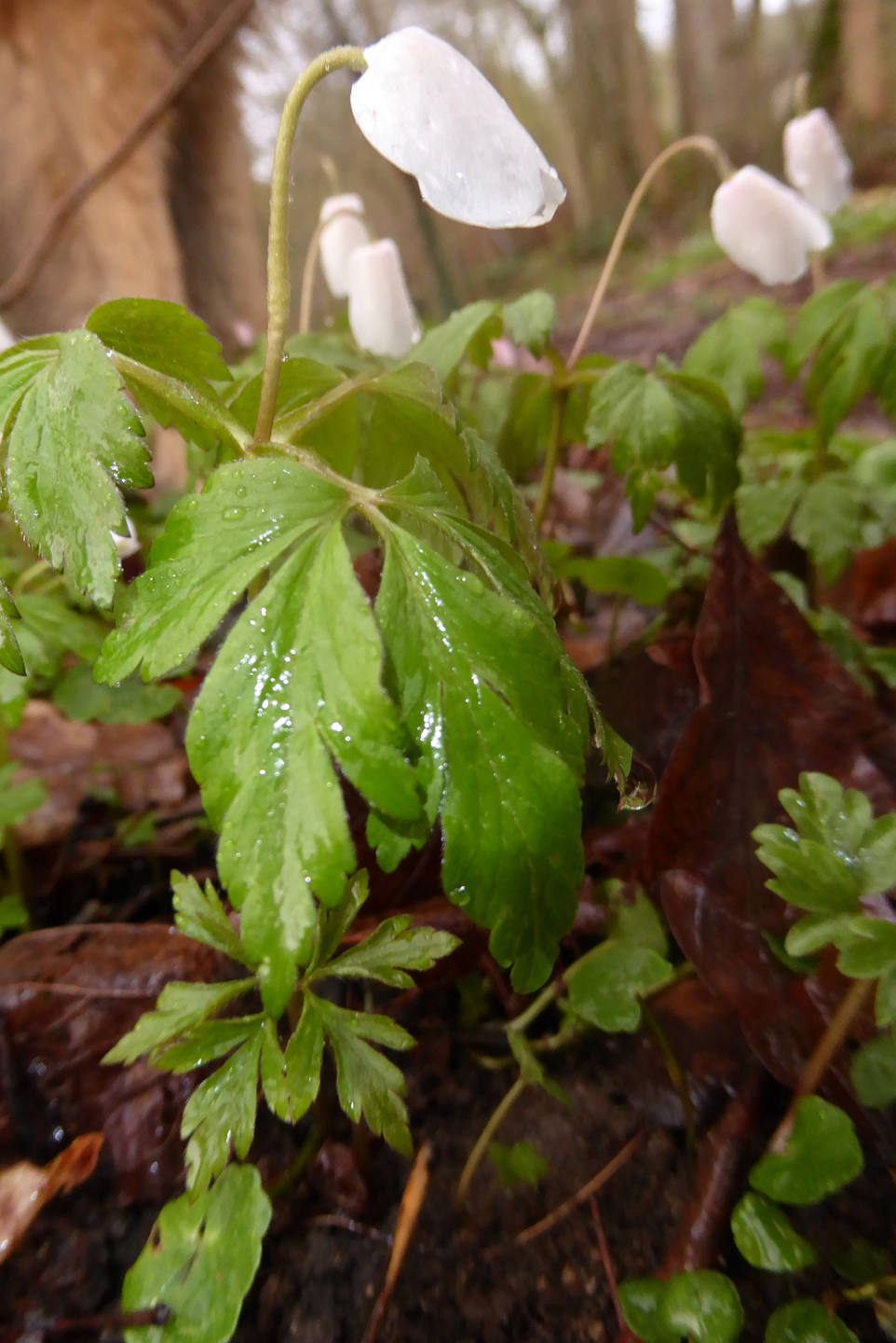 Annexe anemone_sylvie 2.jpg