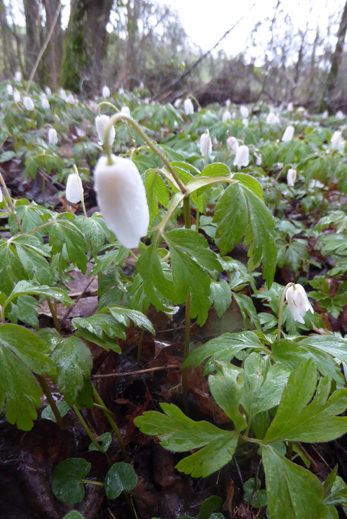 Annexe anemones_Sylvie1.jpg