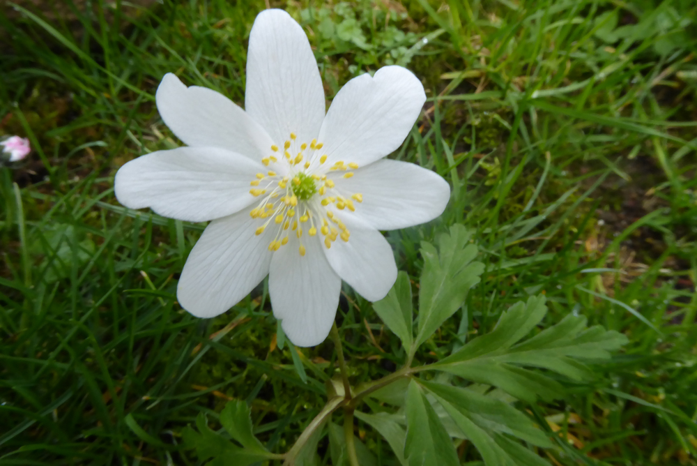 Annexe anemones_Sylvie4  .JPG