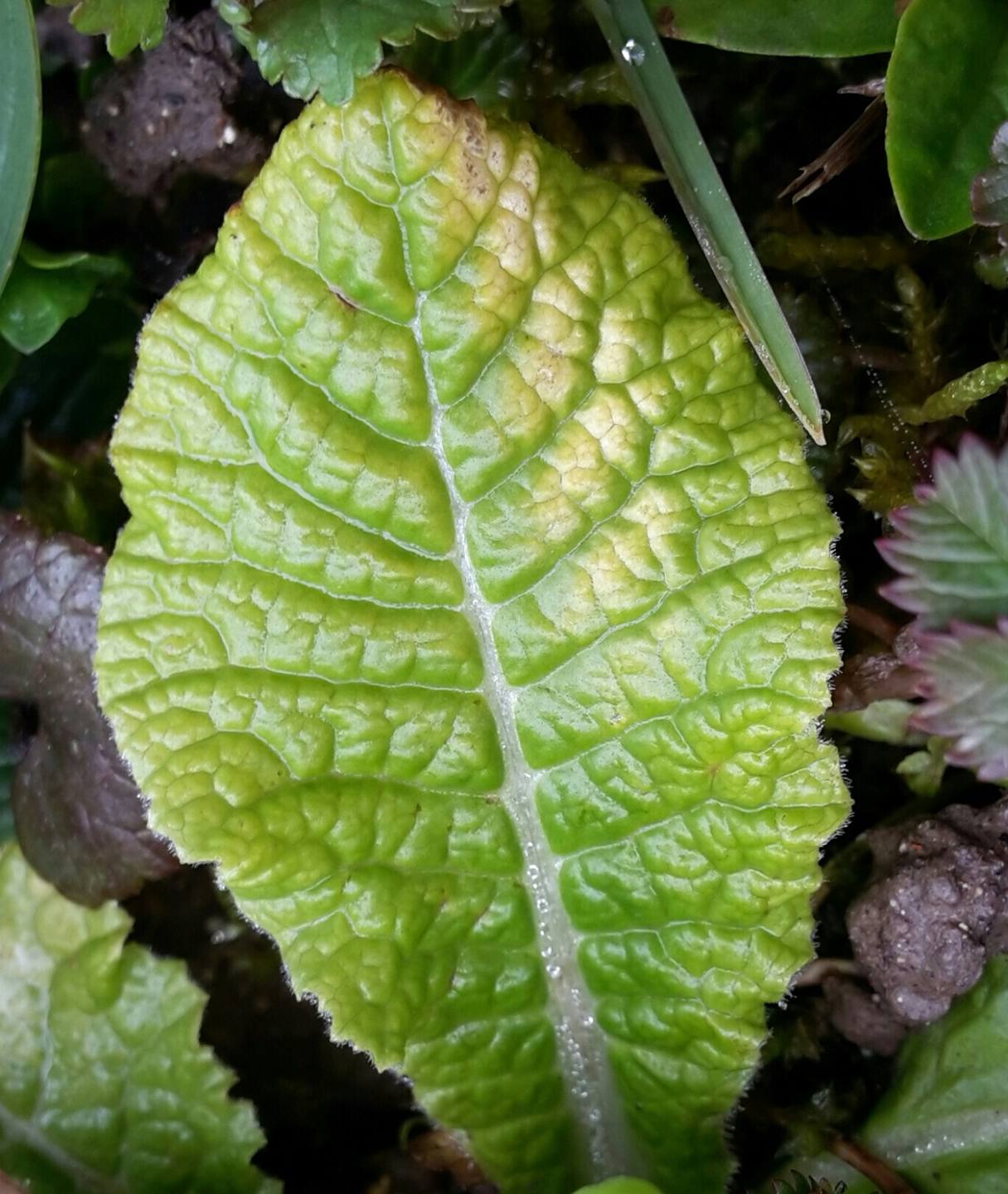 Annexe 20180331_103503-1-1 - Copie.jpg