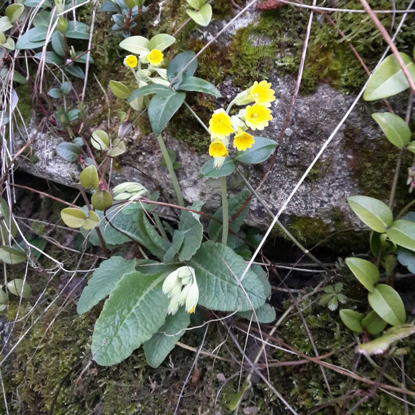 Annexe 20180401_073441-1.jpg