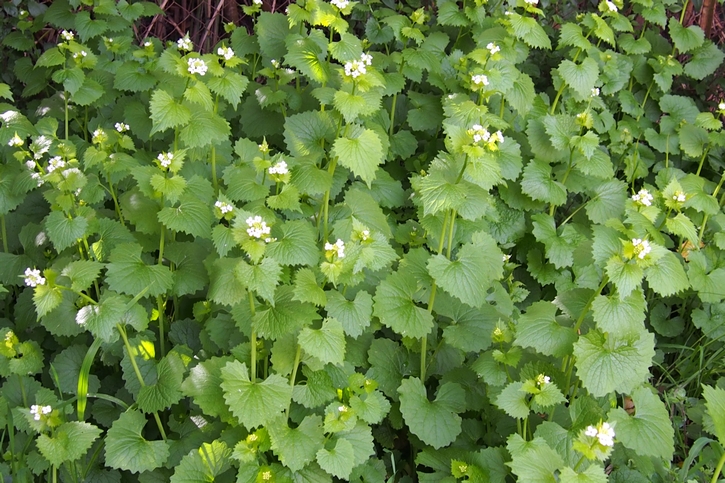 Annexe Alliaire officinale entière.JPG