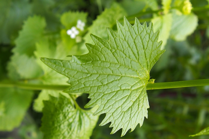 Annexe Alliaire officinale feuille.JPG