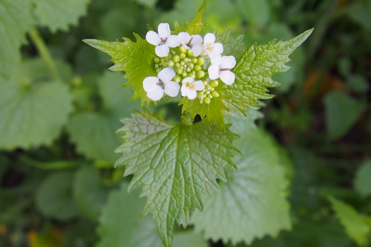 Annexe Alliaire officinale fleur.JPG