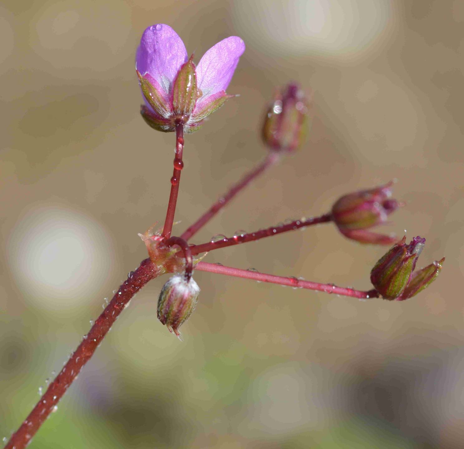 Annexe DSC_0015red.jpg
