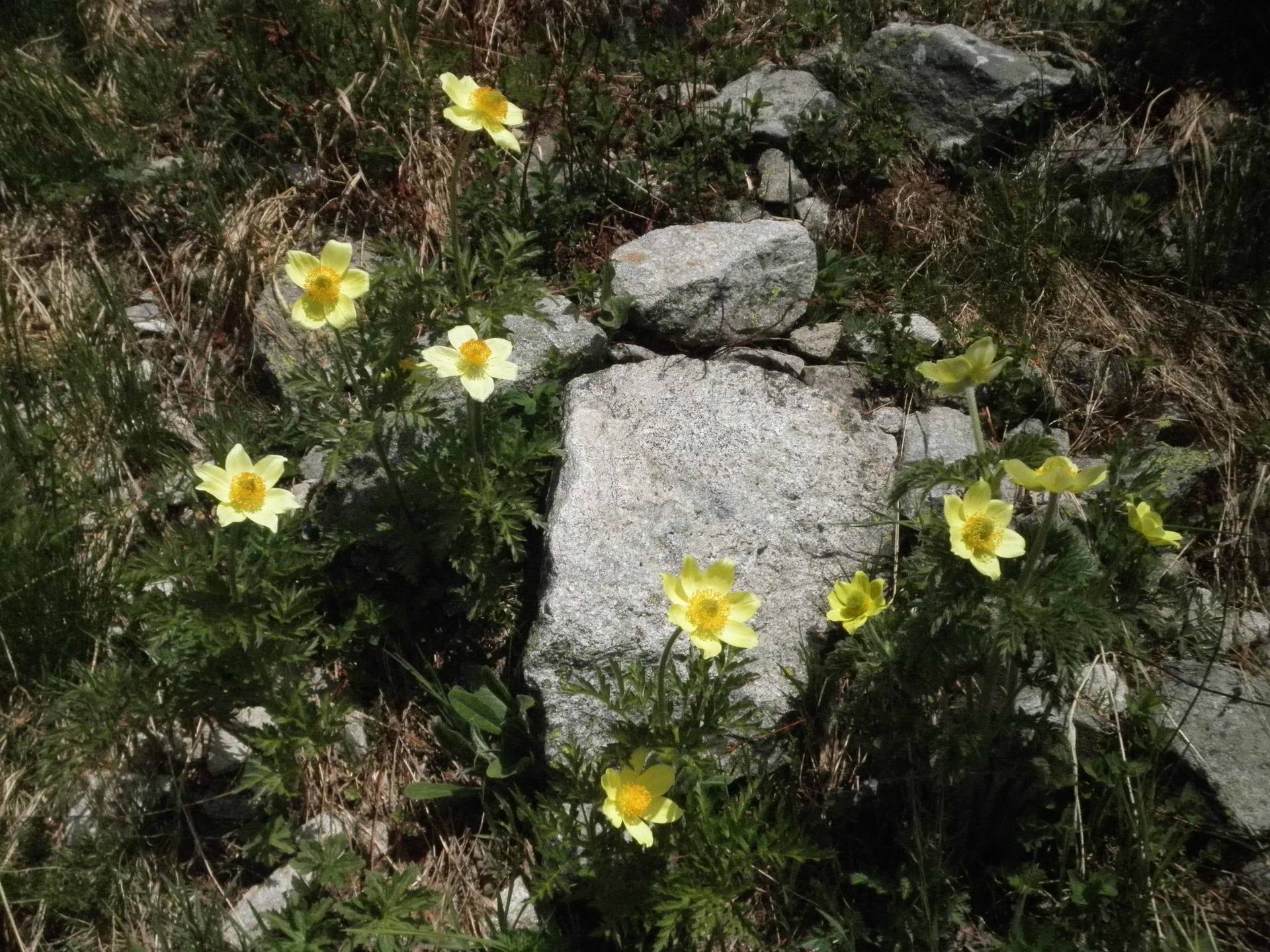 Annexe anémone1.jpg