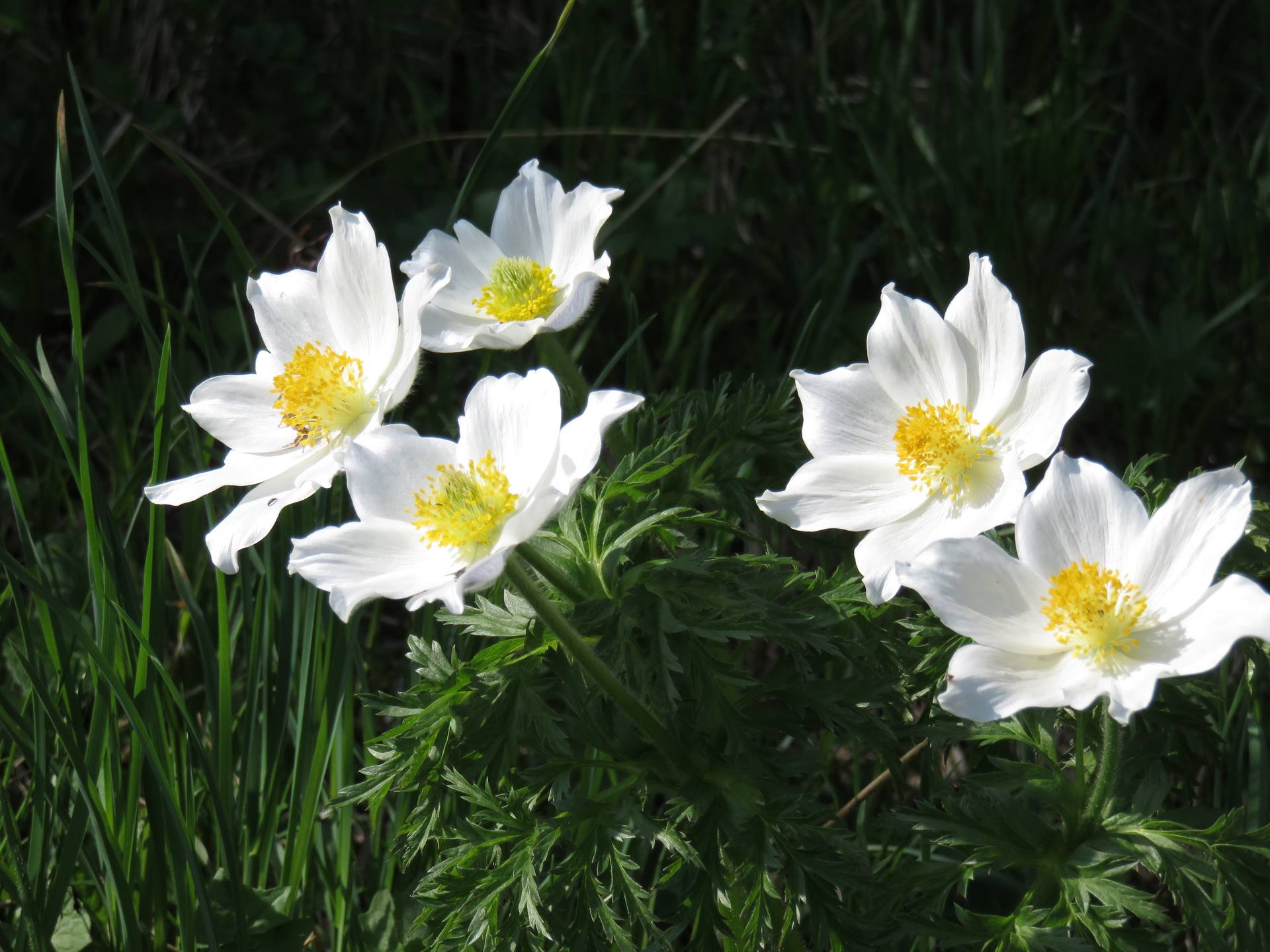 Annexe anémone2.jpg