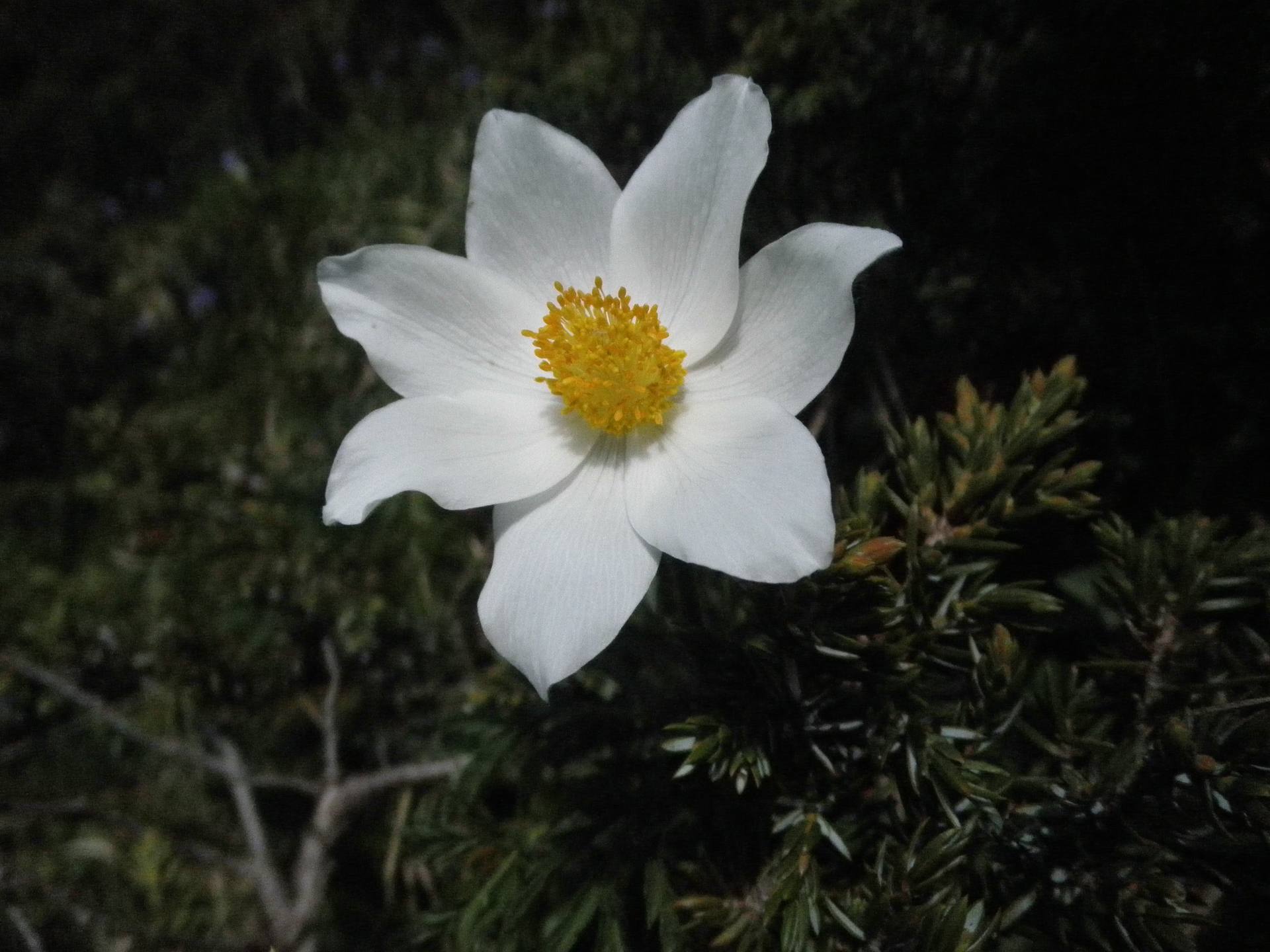 Annexe anémone3.jpg