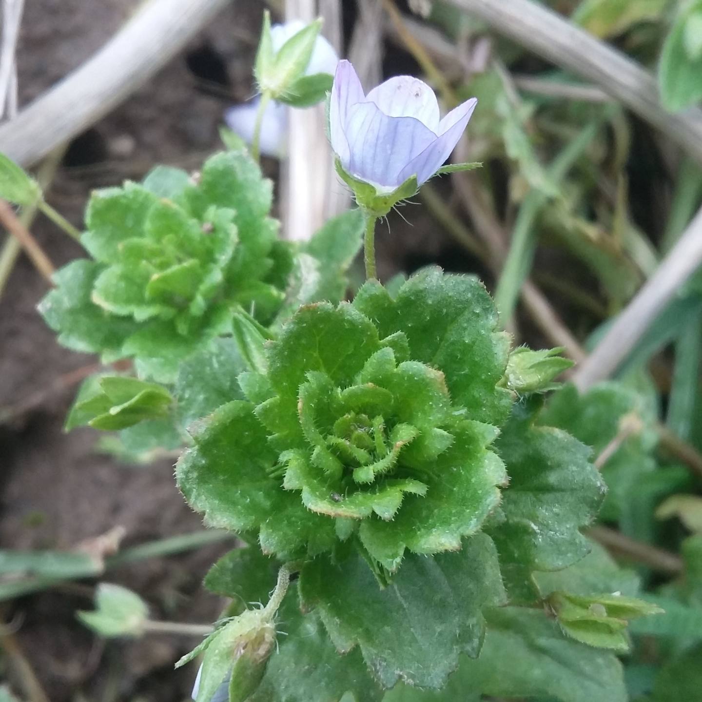 Annexe 20180331_161321.jpg