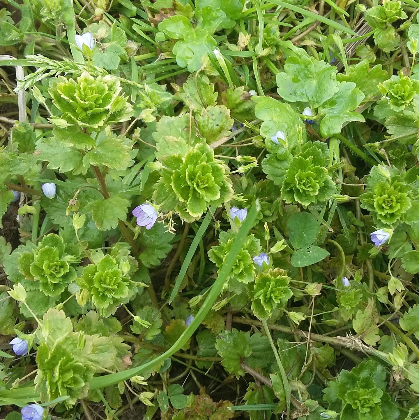 Annexe Vue dessus.jpg