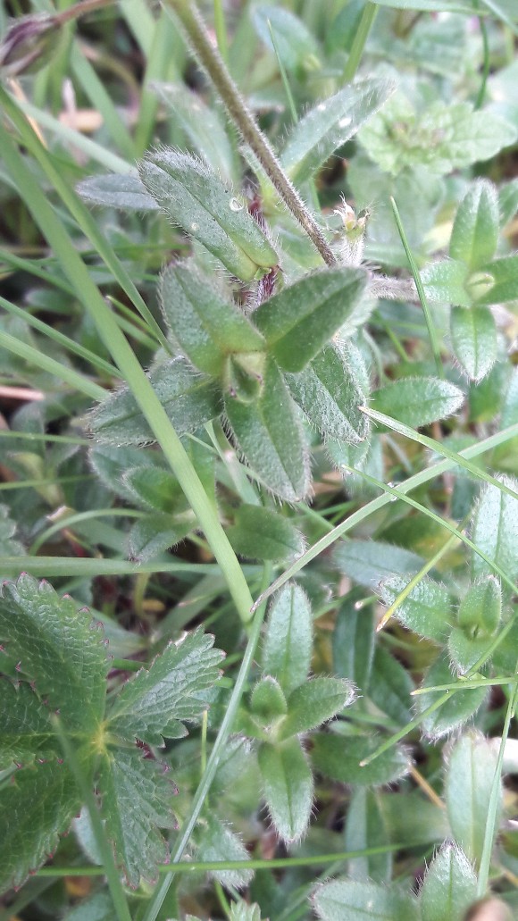 Annexe 20180328_143446-580x1031.jpg