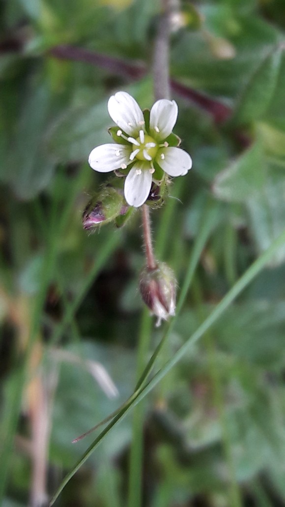 Annexe 20180328_143540-580x1031.jpg