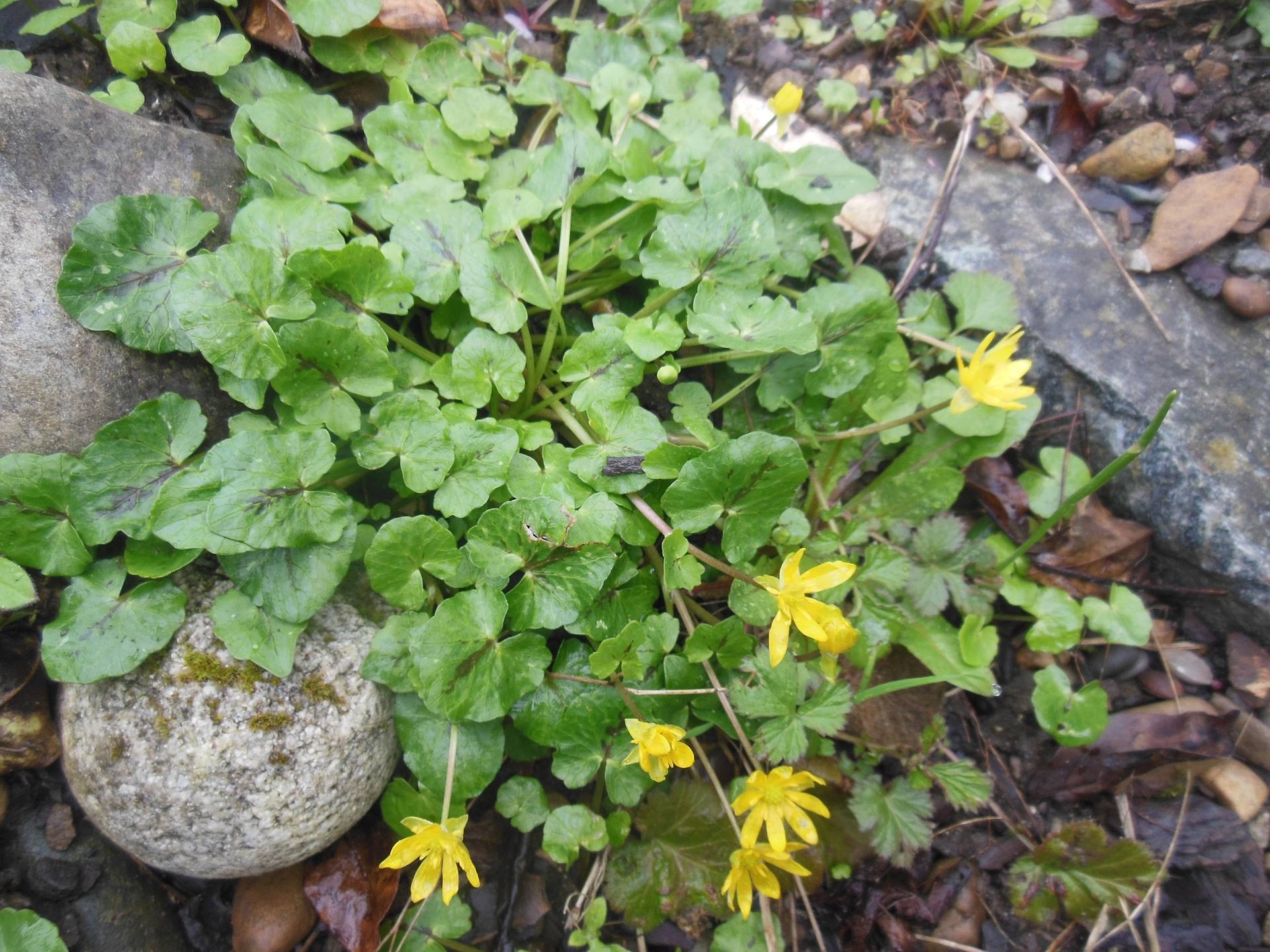 Annexe Ficaire 1.jpg