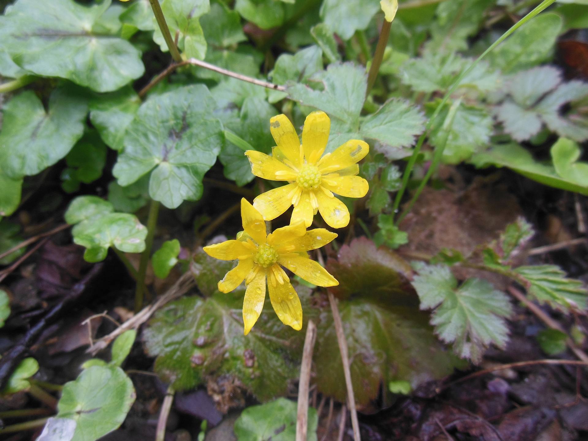 Annexe Ficaire 2.jpg